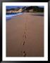 Footprints On The Uncrowded Beach Of Grand Anse, Les Saintes, Guadeloupe by Greg Gawlowski Limited Edition Print