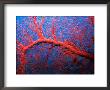 Gorgonian Sea Fan, Sabah, Malaysia by Michael Aw Limited Edition Pricing Art Print