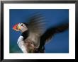 Puffin With Wings Flapping, Gossen, Nordland, Norway by Christian Aslund Limited Edition Print