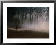 Forest Mist In Rural North West Sjaelland, Sjaelland Island, West Zealand, Denmark by Martin Lladó Limited Edition Pricing Art Print