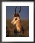 Springbok, Etosha National Park,Kunene, Namibia by Carol Polich Limited Edition Print