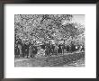 Crowds At The Cherry Blossom Festival by Thomas D. Mcavoy Limited Edition Print