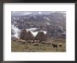 Sheep And Landscape, Bran Region, Romania by Gavriel Jecan Limited Edition Print