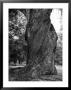 Sculptural Trunk Of A Very Large Oak Tree by Alfred Eisenstaedt Limited Edition Print