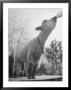 Sheep Drinking From A Bottle by Wallace Kirkland Limited Edition Print