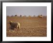 A Lamb Suckling In A Drought Stricken Field by Jason Edwards Limited Edition Print