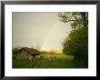 Cattle Gather Outside A Run-In Barn In A Lush Pasture by Peter Carsten Limited Edition Print