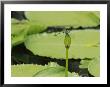 A Dragonfly Balances Delicately On Lily Flower Bud by Nicole Duplaix Limited Edition Print