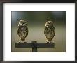 Pair Of Burrowing Owls Perch On A Post by Klaus Nigge Limited Edition Print