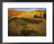 Autumn View Of Aspens, Oaks, And Evergreens by Dick Durrance Limited Edition Print