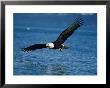 American Bald Eagle by Paul Nicklen Limited Edition Print