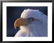A Portrait Of A Bald Eagle by Norbert Rosing Limited Edition Print
