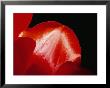 Sunlight Shines On Red Tulip Petals by Brian Gordon Green Limited Edition Pricing Art Print
