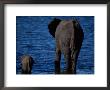 African Elephant With Its Young Wading In The Water by Beverly Joubert Limited Edition Print