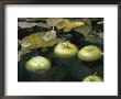 Apples Floating In A Pond by Paul Damien Limited Edition Pricing Art Print