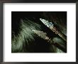 Two Examples Of Solutrean Points With Shafts by Kenneth Garrett Limited Edition Pricing Art Print