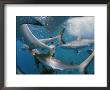Grey Reef Sharks In A Feeding Frenzy by Bill Curtsinger Limited Edition Print