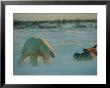 A Polar Bear (Ursus Maritimus) And Two Dogs Engage In A Confrontation by Norbert Rosing Limited Edition Print