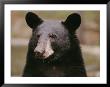 Portrait Of A Black Bear by Melissa Farlow Limited Edition Pricing Art Print
