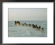 Huskies Carry A Sled Across Windblown Ice During An Expedition Traversing The North Pole by Gordon Wiltsie Limited Edition Print