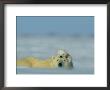 A Polar Bear Cub (Ursus Maritimus) Finds A Peaceful Sleeping Spot On Its Mothers Head by Norbert Rosing Limited Edition Print