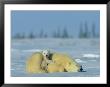 A Sleepy Polar Bear Mother (Ursus Maritimus) Serves As A Protective Bed For Her Cub by Norbert Rosing Limited Edition Print