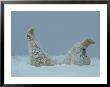 A Polar Bear (Ursus Maritimus) Rolls Through The Snow by Norbert Rosing Limited Edition Pricing Art Print