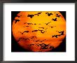 A Flock Of Geese Is Silhouetted Against The Setting Sun by Joel Sartore Limited Edition Print
