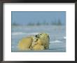 Mother And Cub Polar Bear Nestle Together For Warmth In The Arctic Landscape by Norbert Rosing Limited Edition Print
