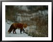 Red Fox In The Snow by Raymond Gehman Limited Edition Print