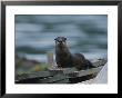 A River Otter Perched On Planks Of Wood In Knight Inlet by Joel Sartore Limited Edition Print