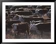 A Herd Of Cattle On The Wyoming Range by Raymond Gehman Limited Edition Print