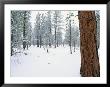 A View Of A Snow-Covered Ponderosa Pine Forest by Rich Reid Limited Edition Pricing Art Print