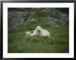 A Ewe And Her Lamb Resting On A Small Mound by Joel Sartore Limited Edition Print