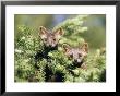 A Pair Of Captive Pine Martins Stand On A Tree Branch by Tom Murphy Limited Edition Print