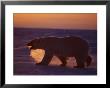 A Polar Bear Walks Across The Ice by Paul Nicklen Limited Edition Print