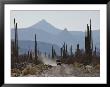 A Truck Travels Through A Landscape Of Mountains And Saguaro Cacti by Annie Griffiths Belt Limited Edition Pricing Art Print