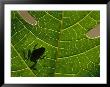 The Silhouette Of A Tree Frog Seen Through A Veined Leaf by Joel Sartore Limited Edition Print