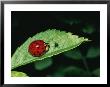A Close View Of A Ladybug And Aphid On A Leaf by Brian Gordon Green Limited Edition Print