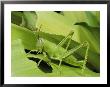 Grasshopper Eating A Leaf by George Grall Limited Edition Print