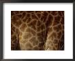 Close-Up Of The Patterns On A Giraffe by Raymond Gehman Limited Edition Print