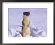 A Portrait Of A Weasel by Paul Nicklen Limited Edition Print