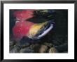 A Red Salmon Fish by Paul Nicklen Limited Edition Print