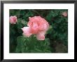 Close-Up View Of A Pink Rose With Green Leaves In Background by Todd Gipstein Limited Edition Print
