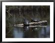 Red Bellied Turtles Sun On A Log by Bill Curtsinger Limited Edition Print