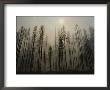 A Lodgepole Pine Forest Smoulders After A Fire by Raymond Gehman Limited Edition Print