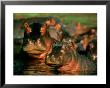 Hippopotamuses Wading In The Water by Beverly Joubert Limited Edition Print