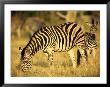 Zebra Grazing With Young by Beverly Joubert Limited Edition Print
