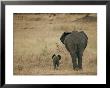 A Juvenile African Elephant And Its Parent Walk Off Into The Savanna by Roy Toft Limited Edition Print