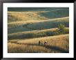 Bicyclists Pedal A Trail Through The Rolling Hills by Skip Brown Limited Edition Print